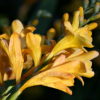Crocosmia honey angels - abriachan nurseries